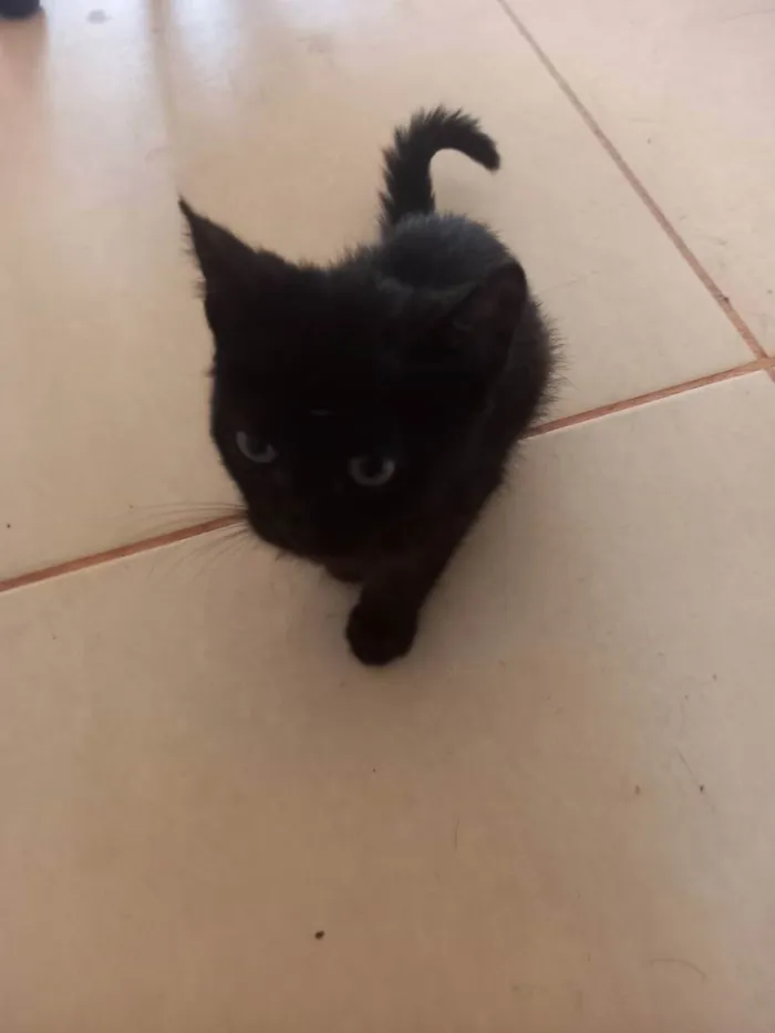 Cachorro raça  idade Abaixo de 2 meses nome Não tem nome 