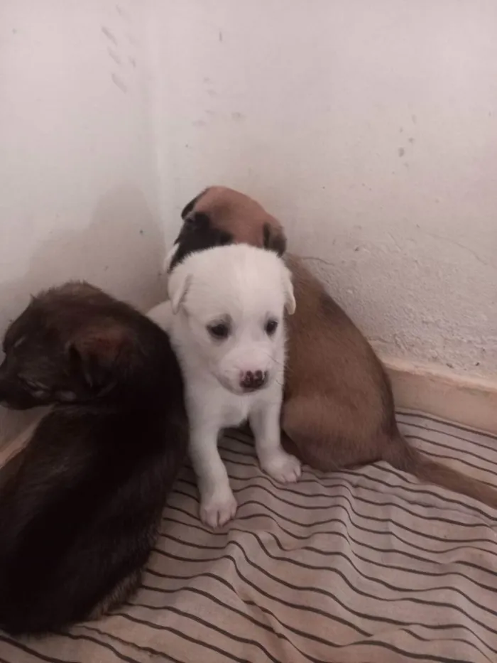 Cachorro raça  idade Abaixo de 2 meses nome Não tem nome 
