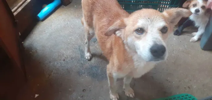 Cachorro ra a Vira-latas  idade 4 anos nome Bob