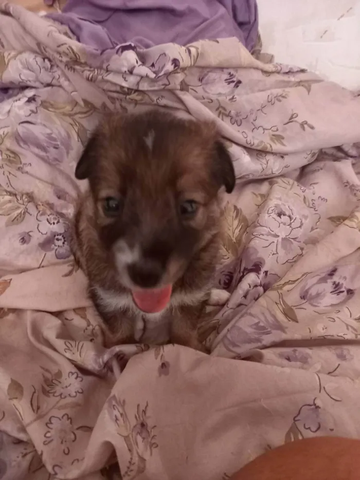 Cachorro raça  idade Abaixo de 2 meses nome Não tem nome 