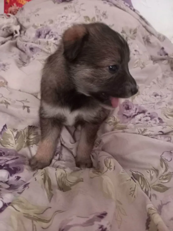 Cachorro raça  idade Abaixo de 2 meses nome Não tem nome 