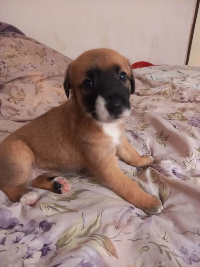 Cachorro raça  idade Abaixo de 2 meses nome Não tem nome 