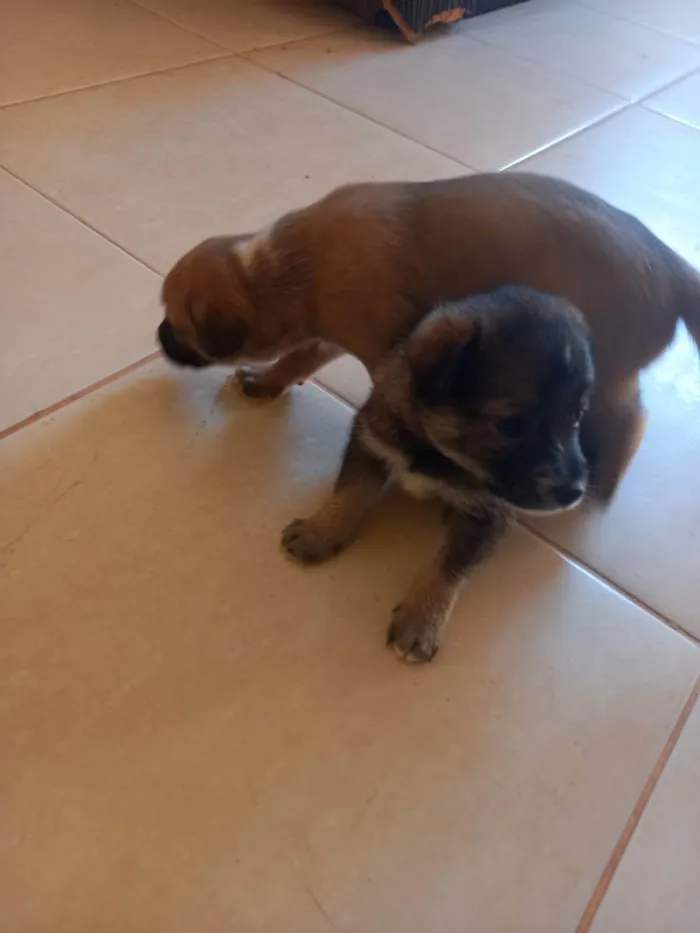Cachorro raça  idade Abaixo de 2 meses nome Não tem nome 