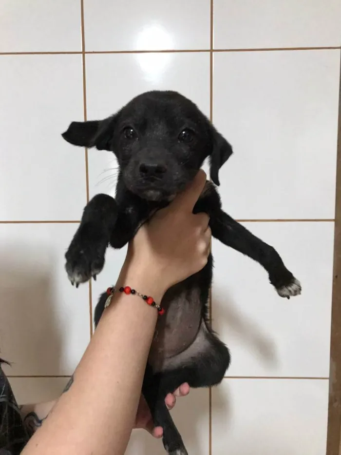 Cachorro ra a VIRA LATA idade 2 a 6 meses nome NÃO TEM