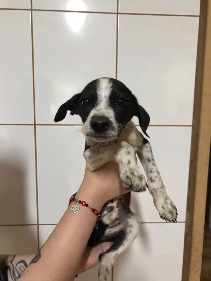 Cachorro ra a VIRA LATA idade 2 a 6 meses nome NÃO TEM