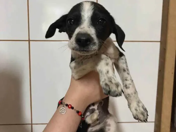 Cachorro ra a VIRA LATA idade 2 a 6 meses nome NÃO TEM