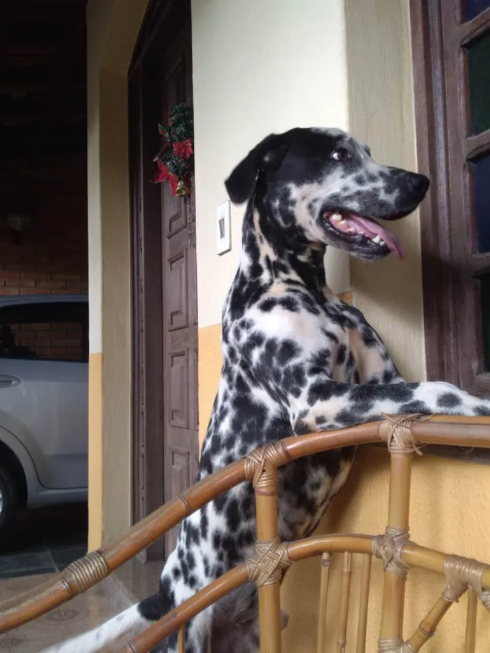 Cachorro ra a Dalmata idade 1 ano nome Sem nome