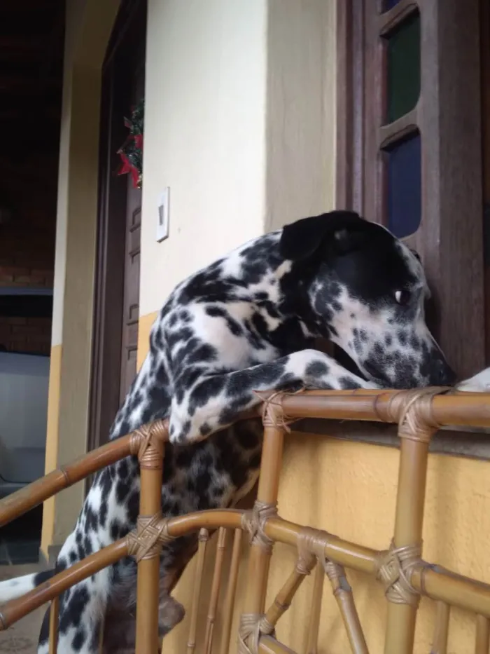 Cachorro ra a Dalmata idade 1 ano nome Sem nome