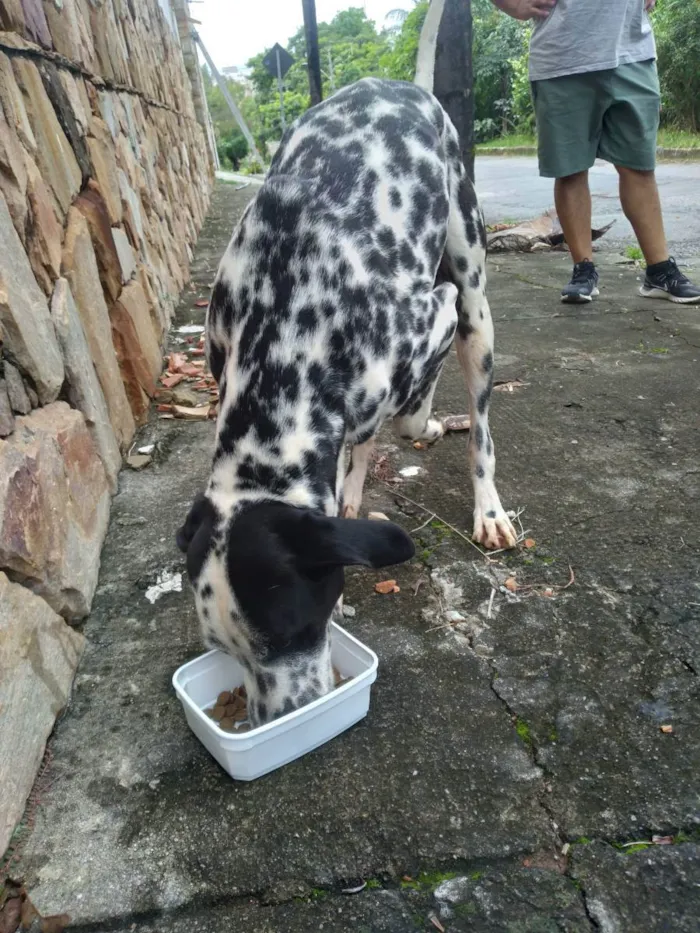 Cachorro ra a Dalmata idade 1 ano nome Sem nome