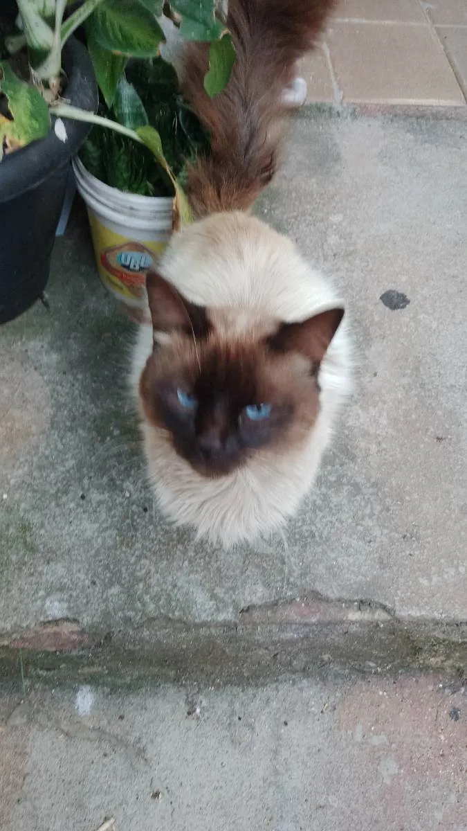 Gato raça Misturado idade 4 anos nome Robin