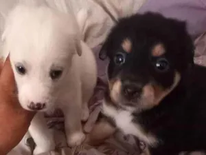Cachorro raça  idade Abaixo de 2 meses nome Não tem nome 