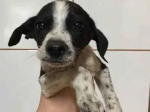 Cachorro raça VIRA LATA idade 2 a 6 meses nome NÃO TEM