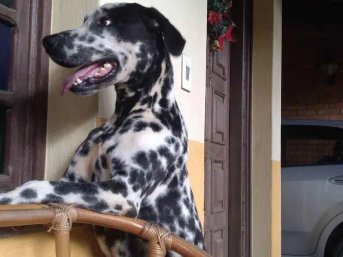 Cachorro ra a Dalmata idade 1 ano nome Sem nome