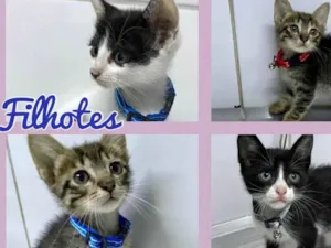 Gato raça Srd idade 2 a 6 meses nome Gatos filhotes 
