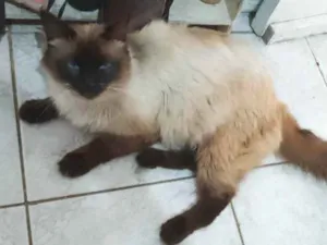 Gato raça Misturado idade 4 anos nome Robin