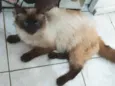 Gato raça Misturado idade 4 anos nome Robin