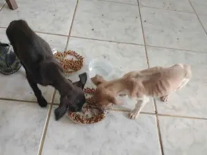 Cachorro raça Não definida  idade 2 a 6 meses nome Ainda não tem nome 