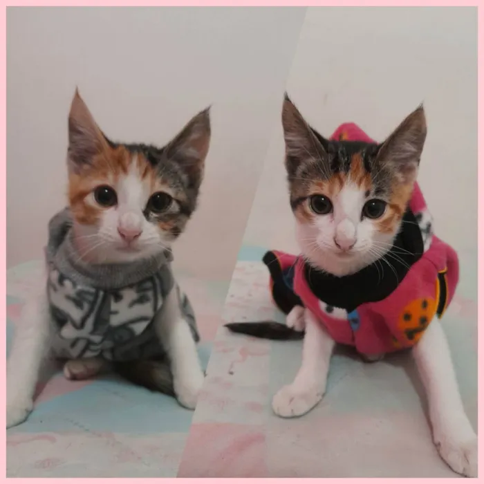 Abelhinha e Joaninha