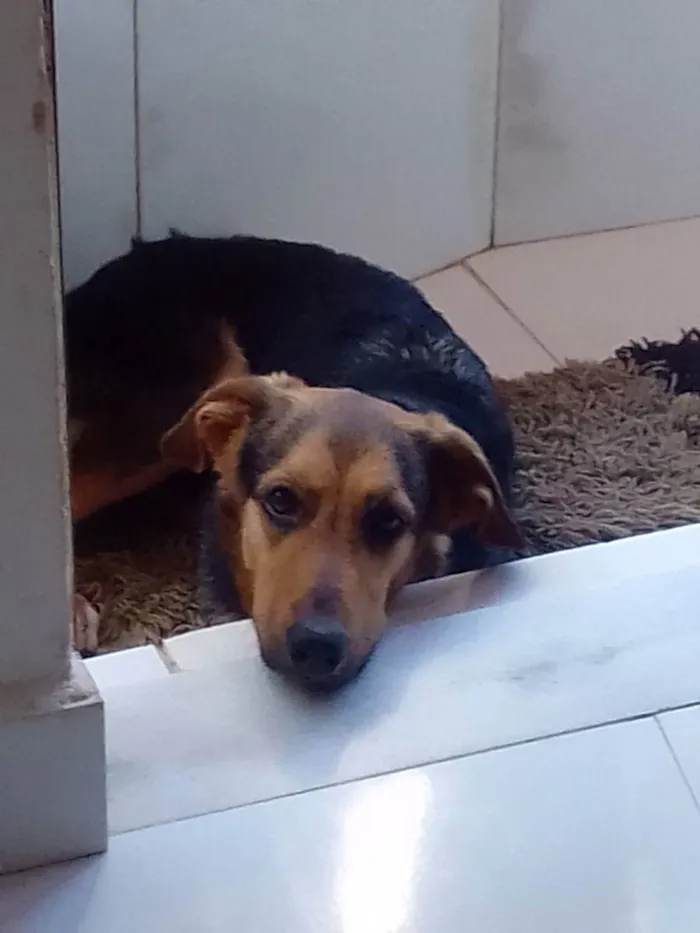 Cachorro ra a Vira-lata com labrador  idade 2 anos nome Gigi