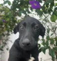 Cachorro raça SRD  idade 2 a 6 meses nome Sem Nome