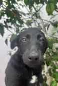 Cachorro raça SRD  idade 2 a 6 meses nome Sem Nome