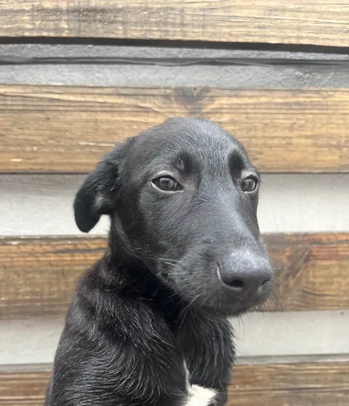 Cachorro raça SRD  idade 2 a 6 meses nome Sem Nome