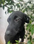 Cachorro raça SRD  idade 2 a 6 meses nome Sem Nome