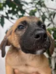 Cachorro raça SRD  idade 2 a 6 meses nome Sem Nome