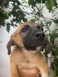 Cachorro raça SRD  idade 2 a 6 meses nome Sem Nome