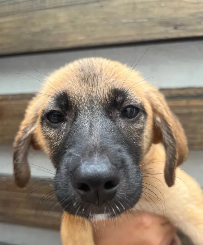 Cachorro raça SRD  idade 2 a 6 meses nome Sem Nome