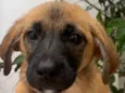 Cachorro raça SRD  idade 2 a 6 meses nome Sem Nome