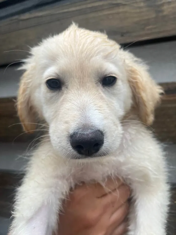 Cachorro raça SRD  idade 2 a 6 meses nome Sem Nome