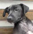 Cachorro raça SRD  idade 2 a 6 meses nome Sem Nome