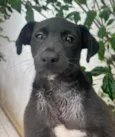 Cachorro raça SRD  idade 2 a 6 meses nome Sem Nome
