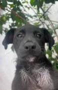 Cachorro raça SRD  idade 2 a 6 meses nome Sem Nome