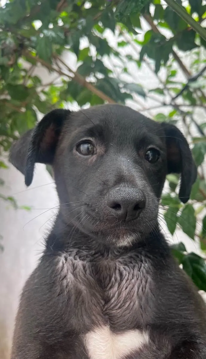 Cachorro raça SRD  idade 2 a 6 meses nome Sem Nome
