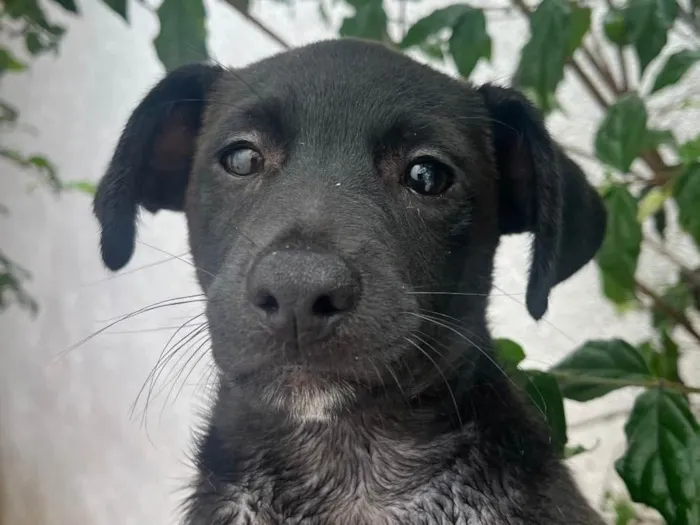 Cachorro raça SRD  idade 2 a 6 meses nome Sem Nome