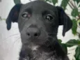 Cachorro raça SRD  idade 2 a 6 meses nome Sem Nome