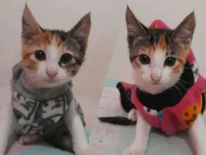 Gato raça SDA idade 2 a 6 meses nome Abelhinha e Joaninha