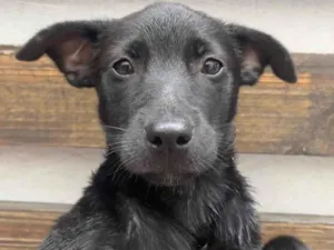 Cachorro raça SRD  idade 2 a 6 meses nome Sem Nome