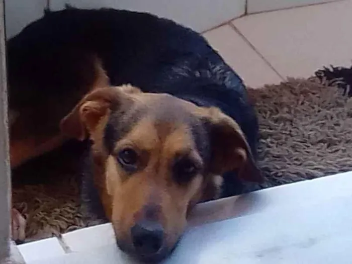 Cachorro ra a Vira-lata com labrador  idade 2 anos nome Gigi