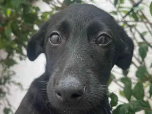 Cachorro raça SRD  idade 2 a 6 meses nome Sem Nome
