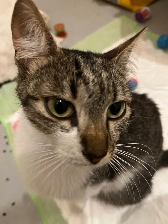 Gato raça SRD  idade 7 a 11 meses nome Leona