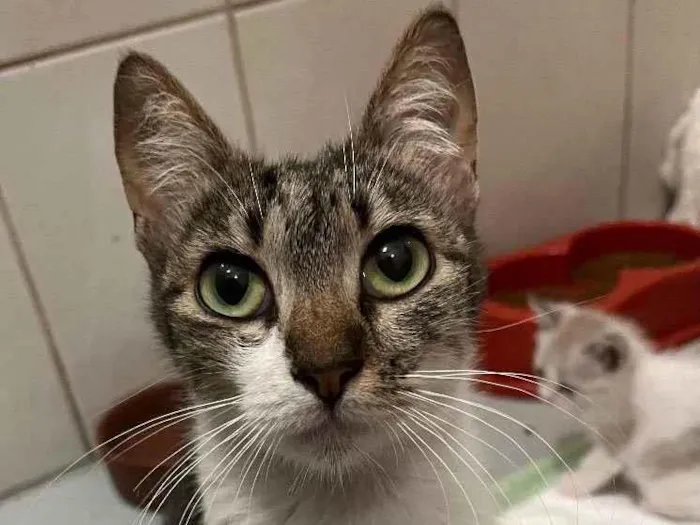 Gato raça SRD  idade 7 a 11 meses nome Leona