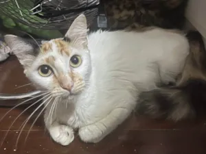 Gato raça SRD  idade 7 a 11 meses nome Pétala