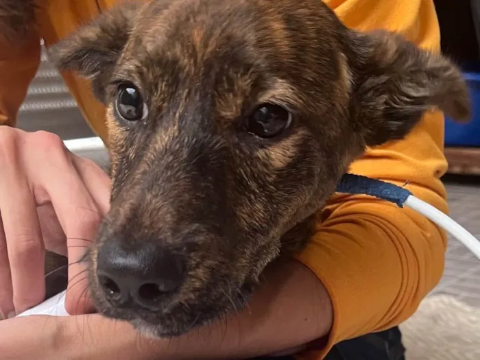 Cachorro raça SRD  idade 2 a 6 meses nome Mille