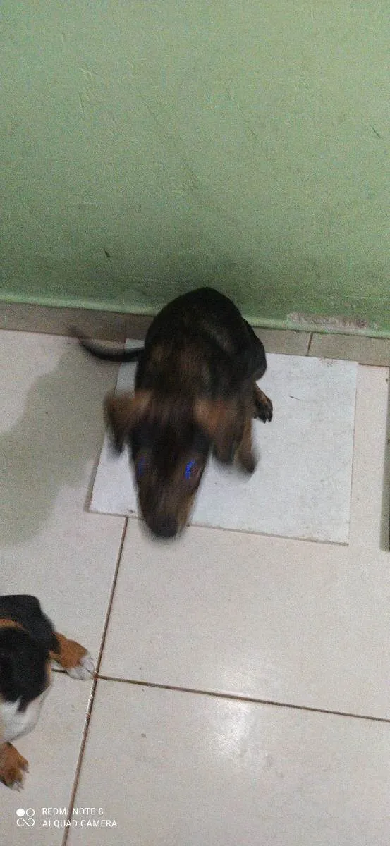 Cachorro ra a Pitibu com pastor  idade 2 a 6 meses nome Tigrada