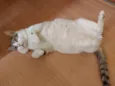 Chavinho