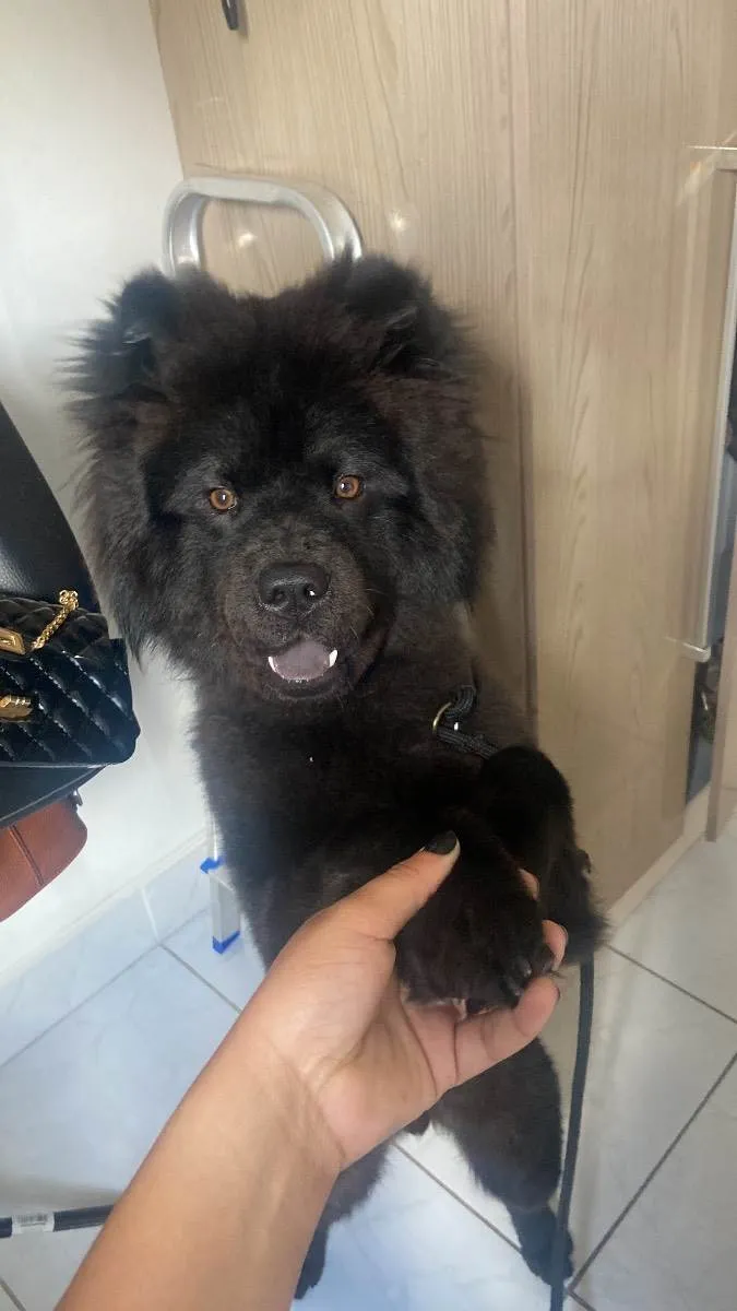 Cachorro ra a Chow-chow idade 7 a 11 meses nome Zeus