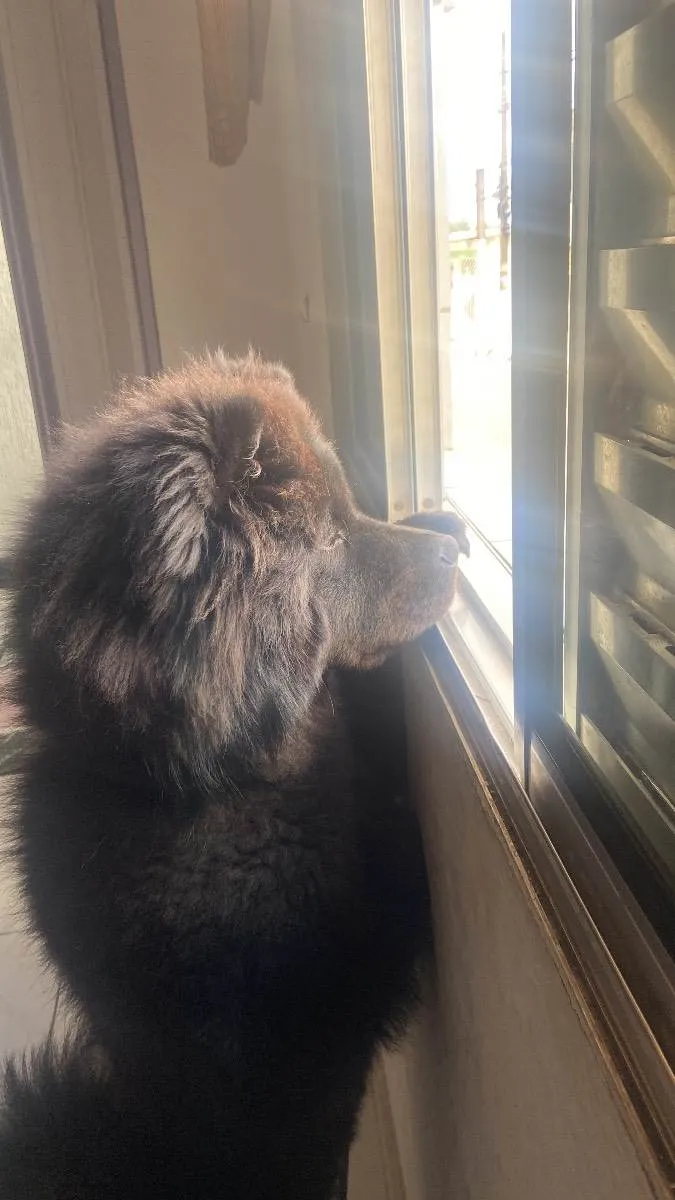 Cachorro ra a Chow-chow idade 7 a 11 meses nome Zeus